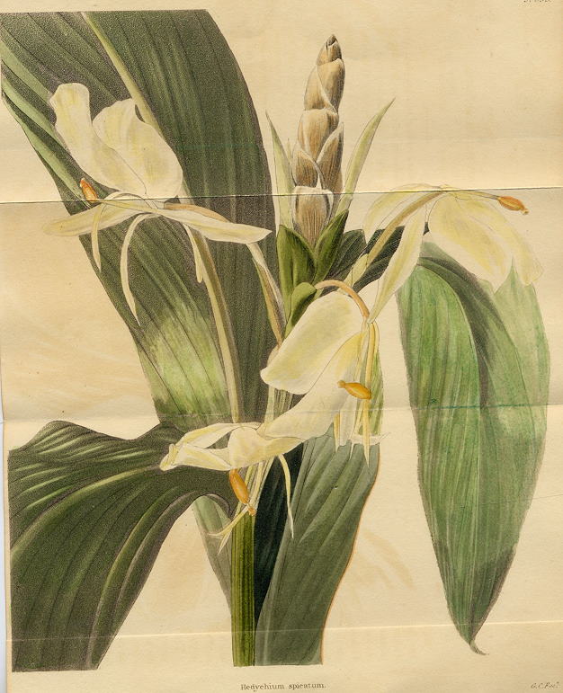 Hedyehium spicatum, 1822