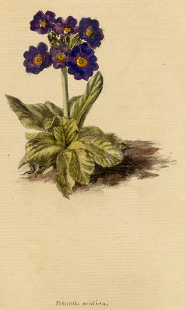 Primula scotia, 1822