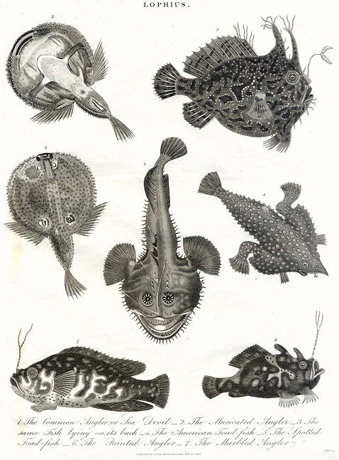 Fish, Lophius - Anglers, Toad Fish, 1815