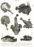 Fish, Lophius - Anglers, Toad Fish, 1815