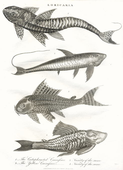 Fish, Loricaria - Cuirasiers, 1815