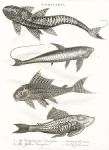 Fish, Loricaria - Cuirasiers, 1815
