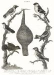 Birds, Loxia - Crossbill, Hawfinch, Bullfinch & Grosbeaks, 1815