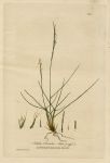 Mat-grass, 1839