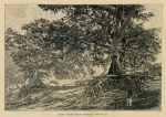 Venezuela, Ceiba Trees near Bolivar, 1880