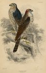 Sparrowhawk (male & female), 1837