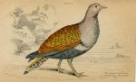 Banded Sand Grouse (male), 1860