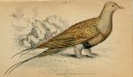 Pallas's Sand Grouse, 1860