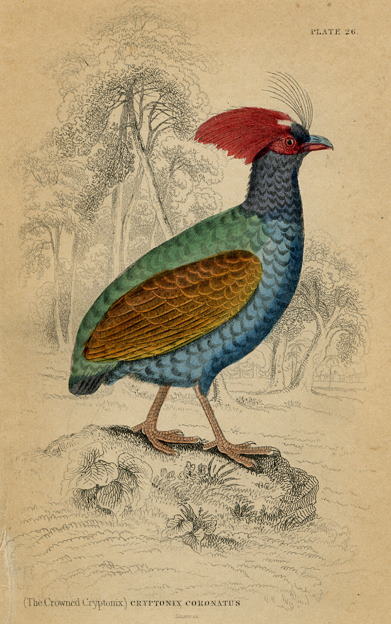 Crowned Cryptonix, 1860