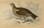 Common Black Grouse (female), 1860