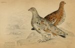 Common Ptarmigan (spring & summer plumage), 1860