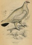 Common Ptarmigan (winter plumage), 1860