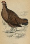 Red Grouse, 1860