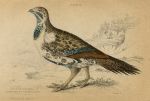 Cock of the Plains (north America), 1860