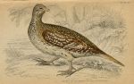 Sharp-tailed Grouse (north America), 1860