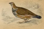 Canadian Grouse, 1860