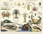 Crustacea - Crabs, lobsters, Shrimps etc., 1885