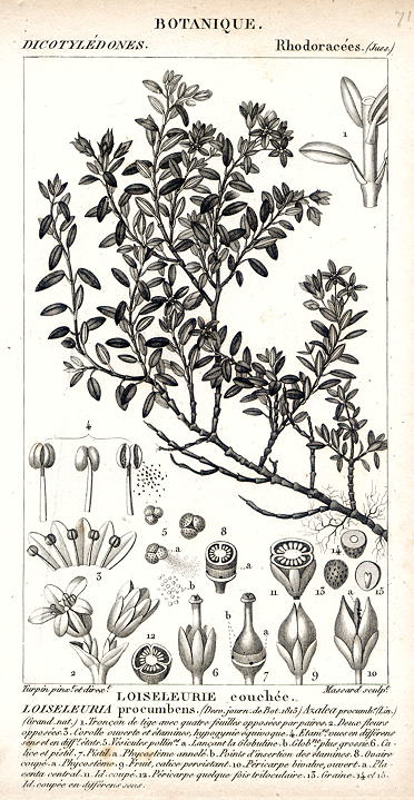 Botanical, Loiseleuria procumbens, 1829