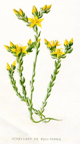Stonecrop or Wall-Pepper, 1891