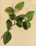 unidentified plant from India, 1822