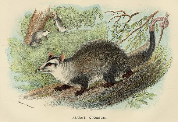 Azara's Opossum, 1897