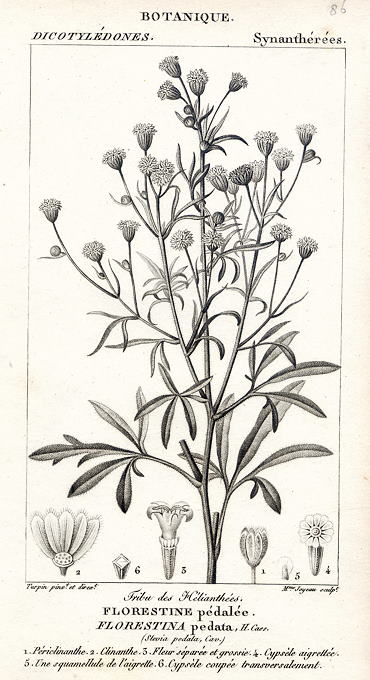 Botanical, Florestina pedata, 1829