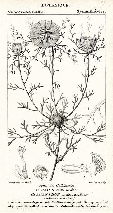 Botanical, Cladanthus arabicus, 1829