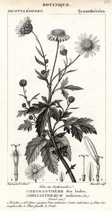 Botanical, Chrysanthemum indicum, 1829