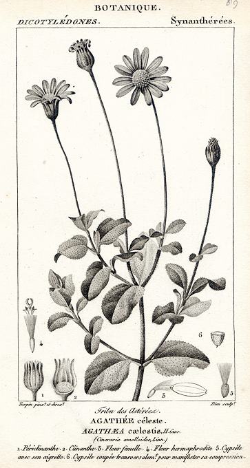 Botanical, Agathaea caelestia, 1829