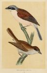 Red-Backed Shrike, Morris, 1851