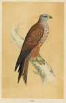 Kite, Morris Birds, 1851