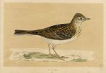 Skylark, Morris Birds, 1851