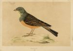 Ortolan, Morris Birds, 1851