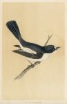 Pied Flycatcher, Morris Birds, 1851