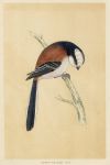 Long-Tailed Tit, Morris Birds, 1851