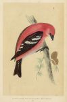 American White-Winged Crossbill, Morris Birds, 1851