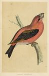 Parrot Crossbill, Morris Birds, 1851