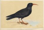 Chough, Morris Birds, 1851