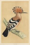 Hoopoe, Morris Birds, 1851
