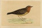Red-Throated Pipit, Morris Birds, 1851