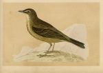 Rock Pipit, Morris Birds, 1851