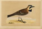 Shore Lark, Morris Birds, 1851