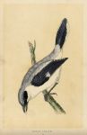 Great Shrike, Morris Birds, 1851
