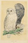 Snowy Owl, Morris Birds, 1851