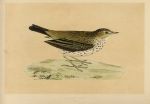 Meadow Pipit, Morris Birds, 1851