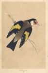Goldfinch, Morris Birds, 1851