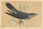 Cuckoo, Morris Birds, 1851