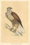 Rough-Legged Buzzard, Morris Birds, 1851