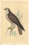 Buzzard, Morris Birds, 1851