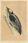 Three-Toed Woodpecker, Morris Birds, 1851